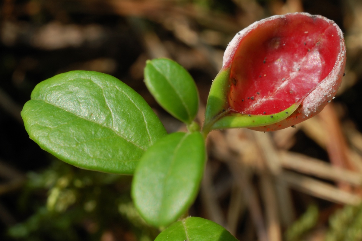 Представитель Семейства Exobasidiaceae